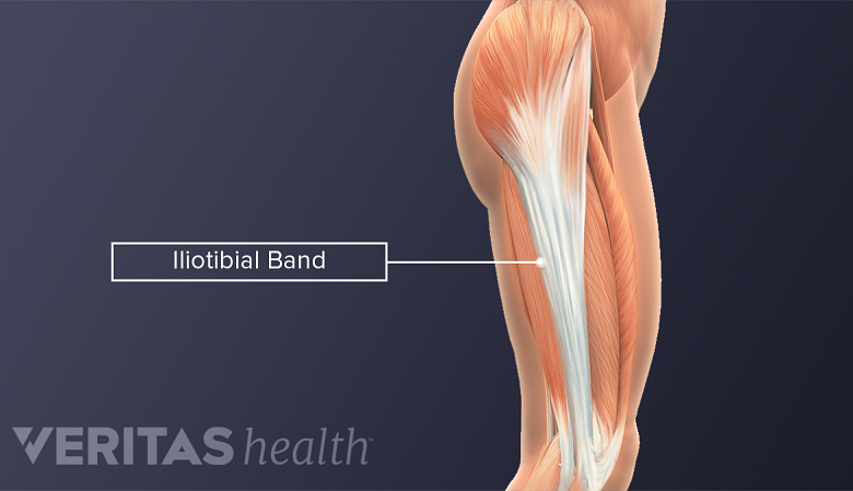 Illustration showing upper leg muscle anatomy labelling illiotibial band.