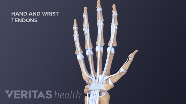 Tendons of the hand and wrist