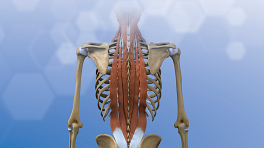 Posterior view of muscles in the back.