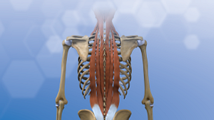 Posterior view of muscles in the back.