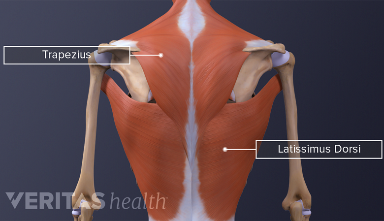 Illustration showing posterior view of back and shoulder muscles.