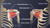Anterior and Posterior view of the shoulder joint showing a rotator cuff muscles