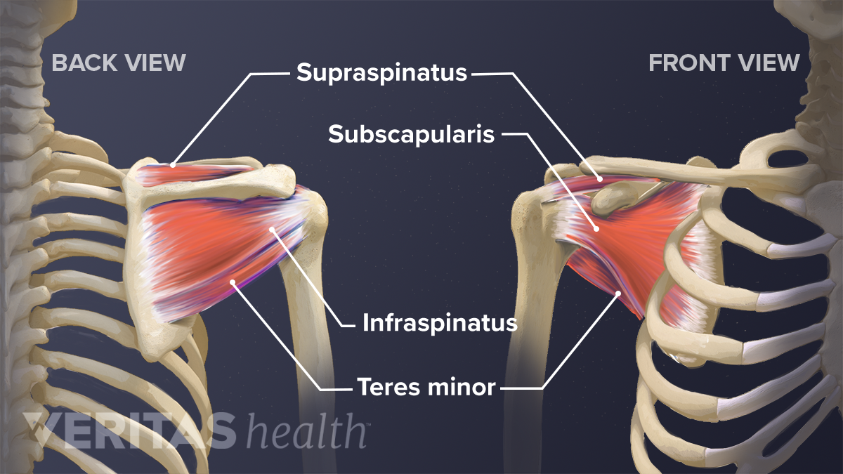 Soft Tissues Of The Shoulder | Sports-health