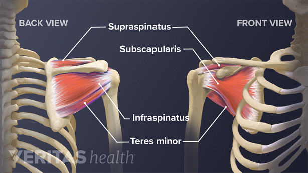Tendons of the rotator cuff including the subscapularis, infraspinatus, teres minor, and supraspinatus.
