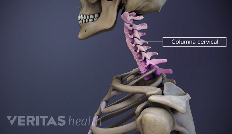 Las vértebras de la columna cervical.