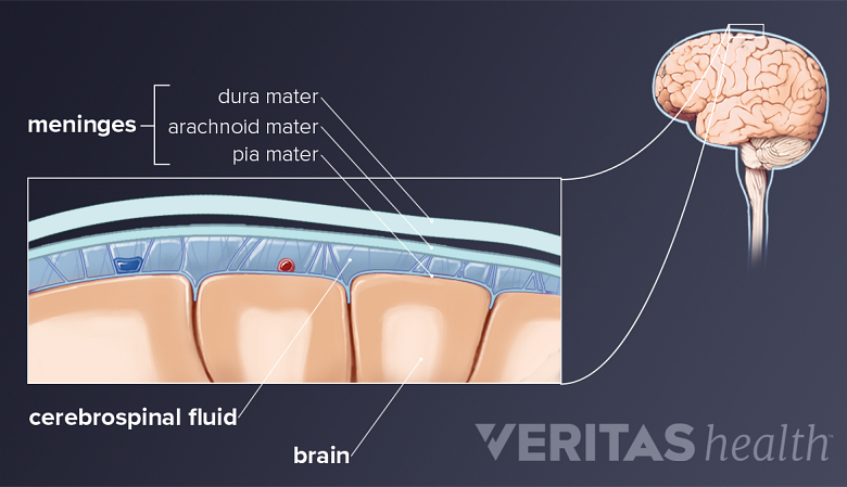 Illustration showing meninges of the brain.