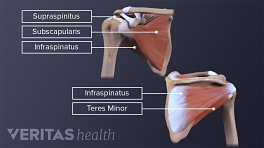 的四个肌肉肌腱套有助于为肩部提供流动性和稳定性。