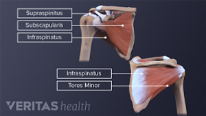 The four muscles of the rotator cuff help to provide the shoulder with mobility and stability.