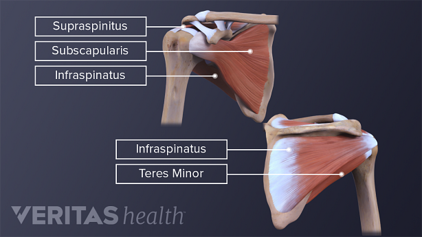 The four muscles of the rotator cuff help to provide the shoulder with mobility and stability.