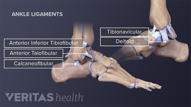 Medial lateral view of the ankle ligaments