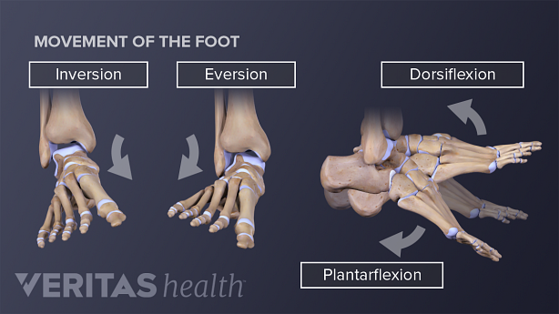 Medical illustration showing movement of the foot: inversion, eversion, dorsiflexion, and plantarflexion.