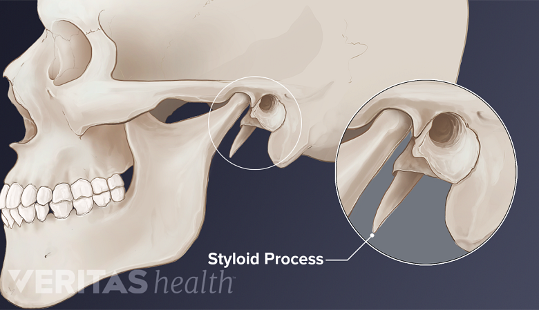 Illustration of the styloid process