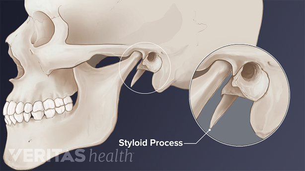 Illustration of the styloid process