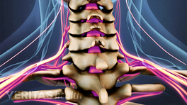 Medical illustration of the spinal cord and nerves in the cervical spine