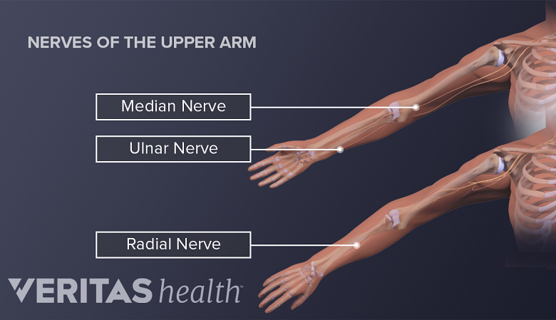 illustration showing nerves of the upper arm.
