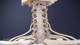 Cervical Spine Nerves and Functions