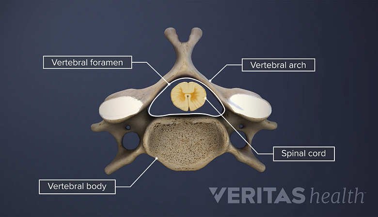 Anatomy of a spinal vertebral level.