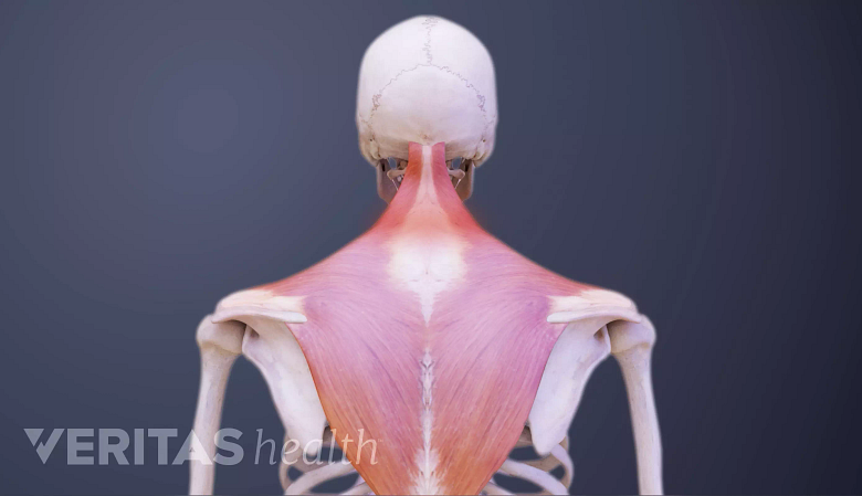Illustration of posterior view of upper body with neck area highlighted in red.