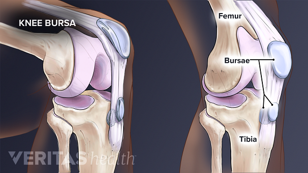 illustration of bursa in the knee