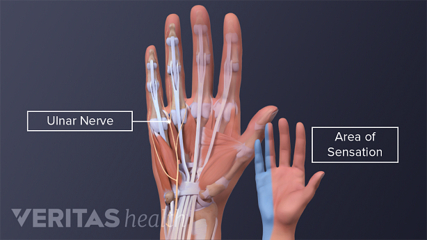 Ulnar nerve in the hand and area of sensation