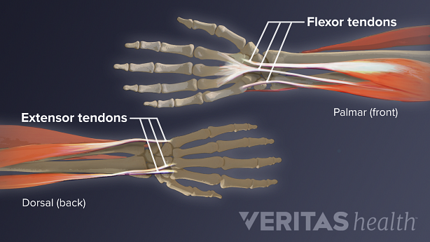 Extensor and flexor tendons at the wrist
