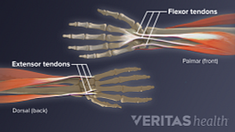 Flexor and extensor tendons in the hand