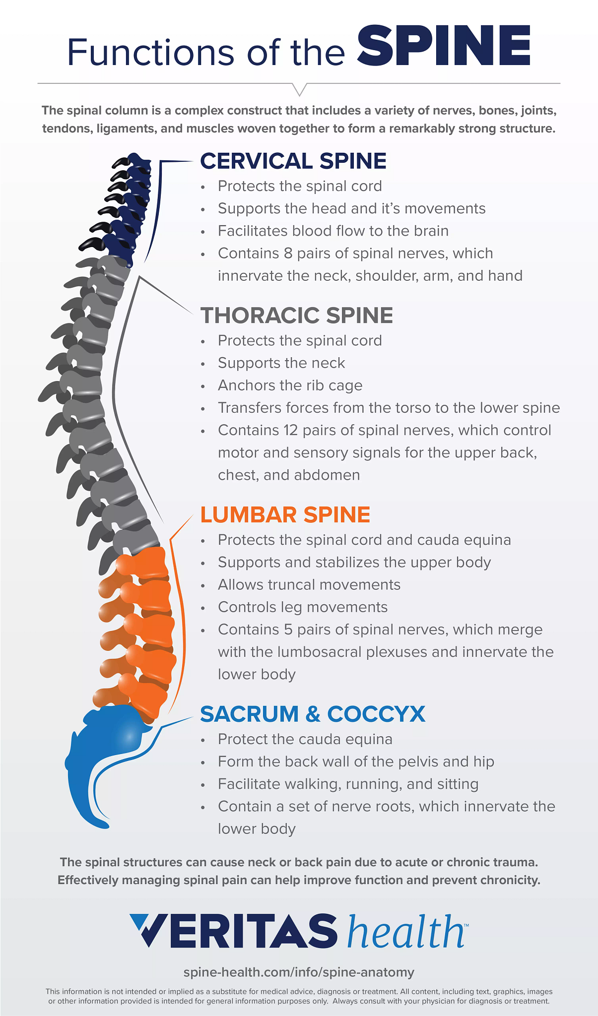 Functions Of The Spinal Cord