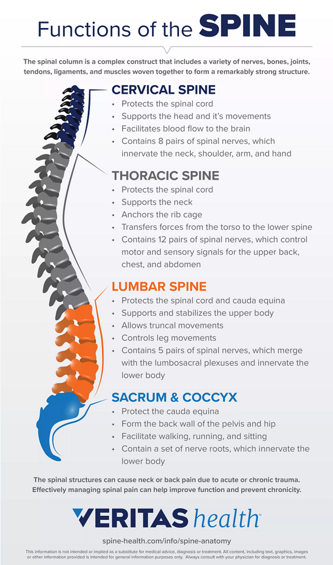 Infographic Functions of the Spine