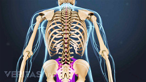 Spine Anatomy