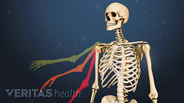 上半身骨骼的前视图显示肩膀的活动范围。