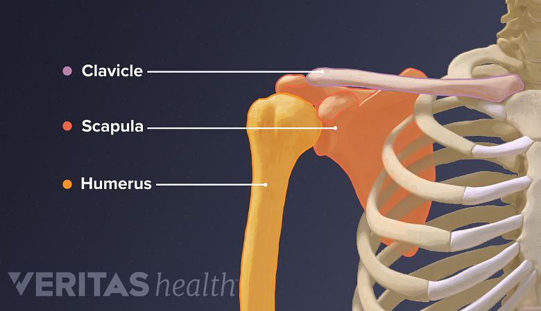 Anatomy of shoulder joint labelling clavicle scapula nad humerus.
