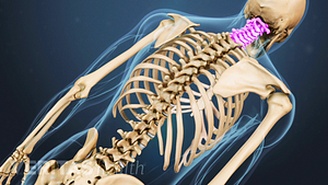 Posterior view of the spine with the cervical spine highlighted.