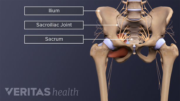 Una ilustración que muestra la anatomía de la articulación sacroilíaca en la pelvis.