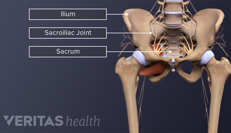 An illustration showing anatomy of sacroiliac joint in the pelvis.