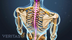 Posterior view of the upper body highlighting the spinal cord.