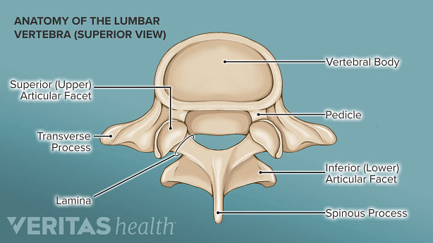 Illustration showing anatomy of lumbar vertebra