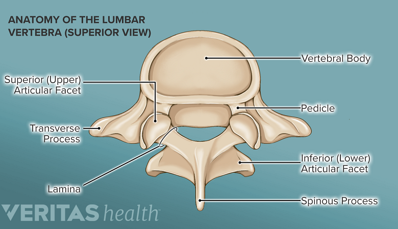 Illustration showing anatomy of lumbar vertebra