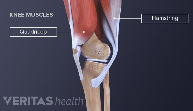 Illustration of anatomy of knee joint showing quadriceps and hamstring muscle.