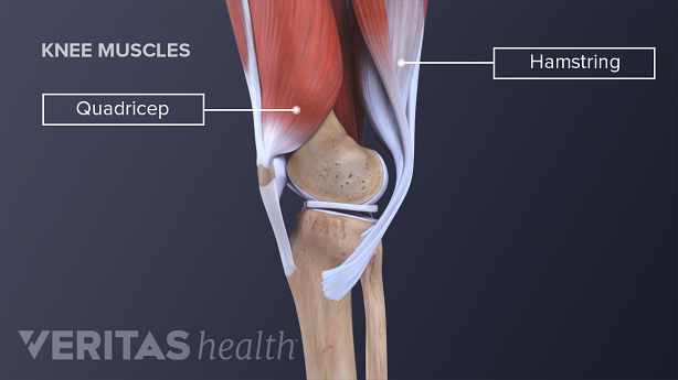 Illustration of the quadriceps and hamstring muscles