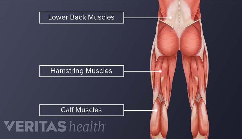 Posterior view of lower body highlighting back, hamstring, and calf muscles.