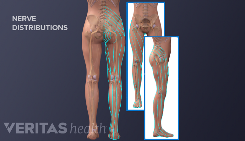 An illustration showing nerve distribution from the lower back along the leg.