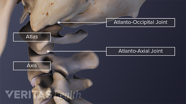 Medical illustration showing cervical spine anatomy showing C1 and C2.