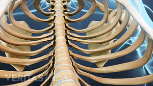 View of thoracic spine and ribs