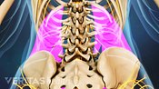 Vista posterior de los músculos de la espalda baja que pueden causar espasmos.