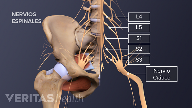 La pelvis con las vértebras L4, L5, S1, S2, S3 y el nervio ciático marcados.