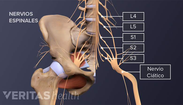 La pelvis con las vértebras L4, L5, S1, S2, S3 y el nervio ciático marcados.