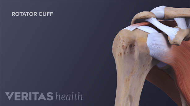 Anterior view of a normal rotator cuff
