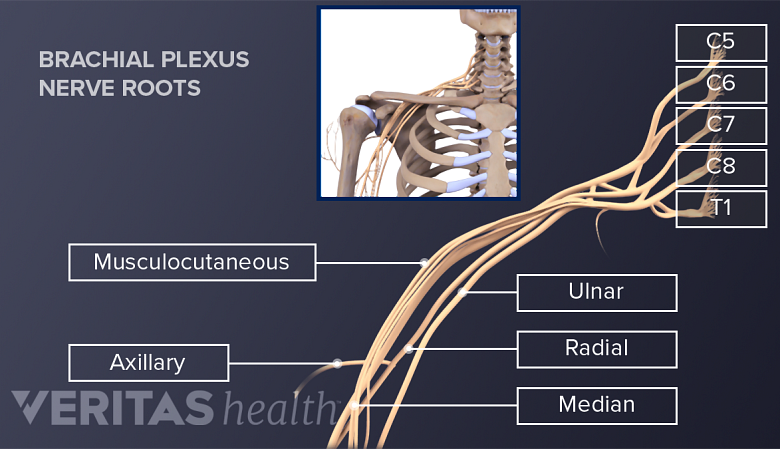 illustration showing nerve supply to the shoulder.
