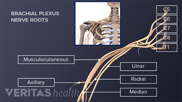 An illustration showing brachial plexus.