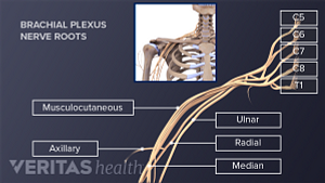 Medical illustration of nerves of the brachial plexus